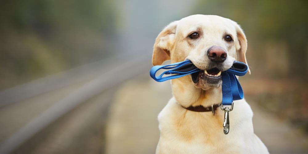 Easy tips to teach your dog to walk well on a leash