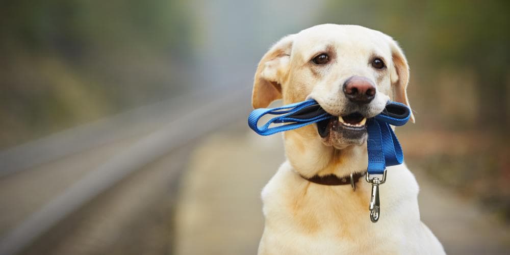 Easy Tips to Teach Your Dog to Walk Well on a Leash