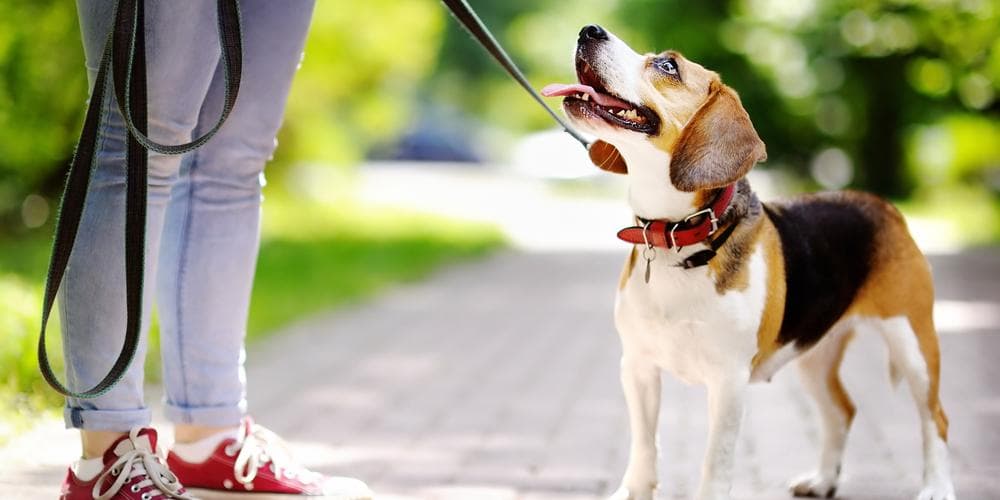 Easy Tips to Teach Your Dog to Walk Well on a Leash