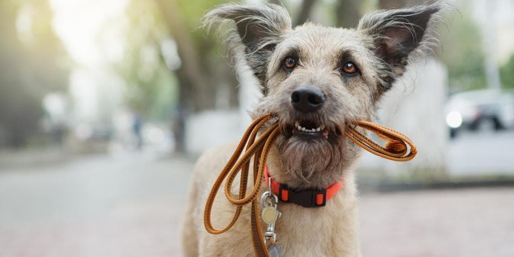 Easy tips to teach your dog to walk well on a leash