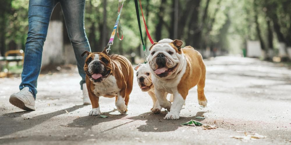 Easy Tips to Teach Your Dog to Walk Well on a Leash