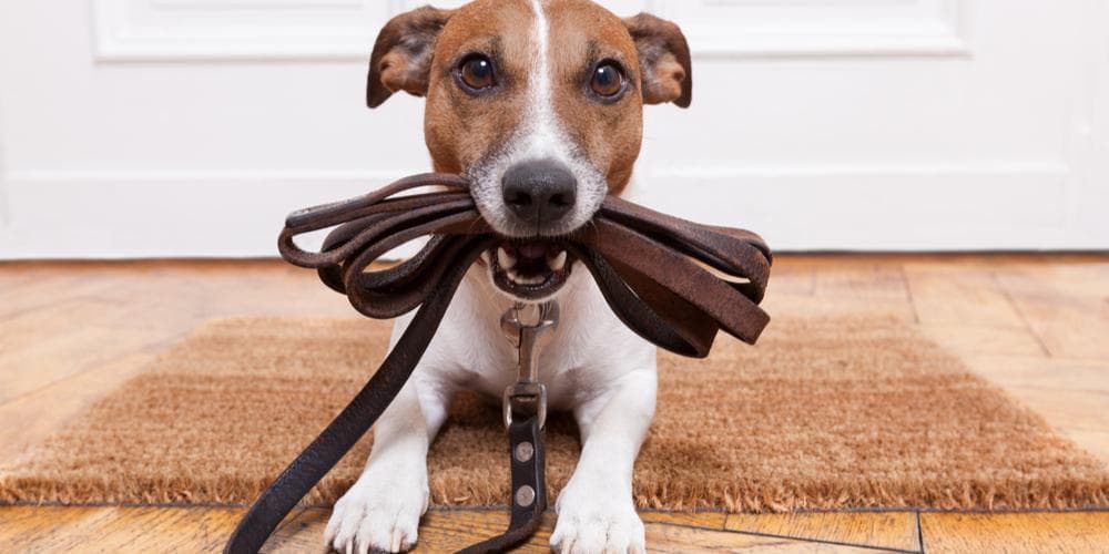 Easy Tips to Teach Your Dog to Walk Well on a Leash