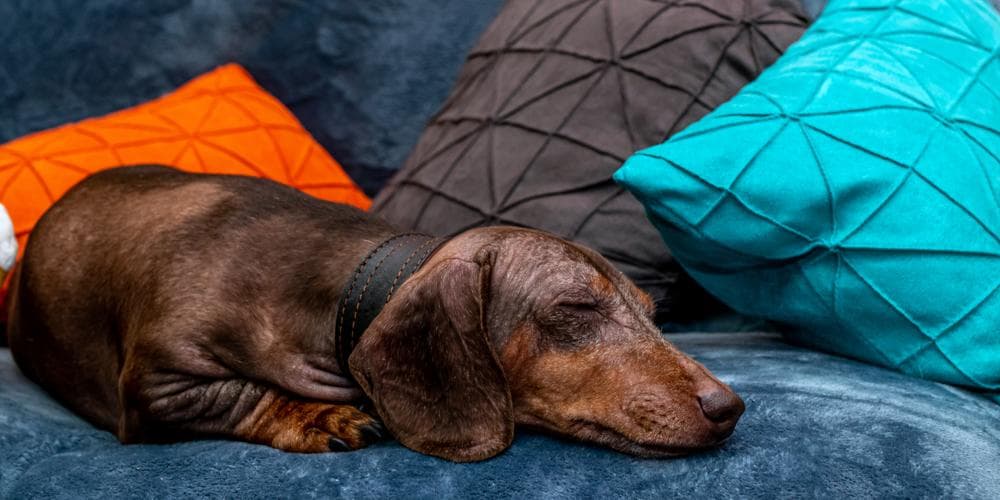 From rescue to forever home how to successfully transition your rescue dachshund