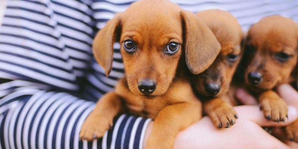 From rescue to forever home how to successfully transition your rescue dachshund