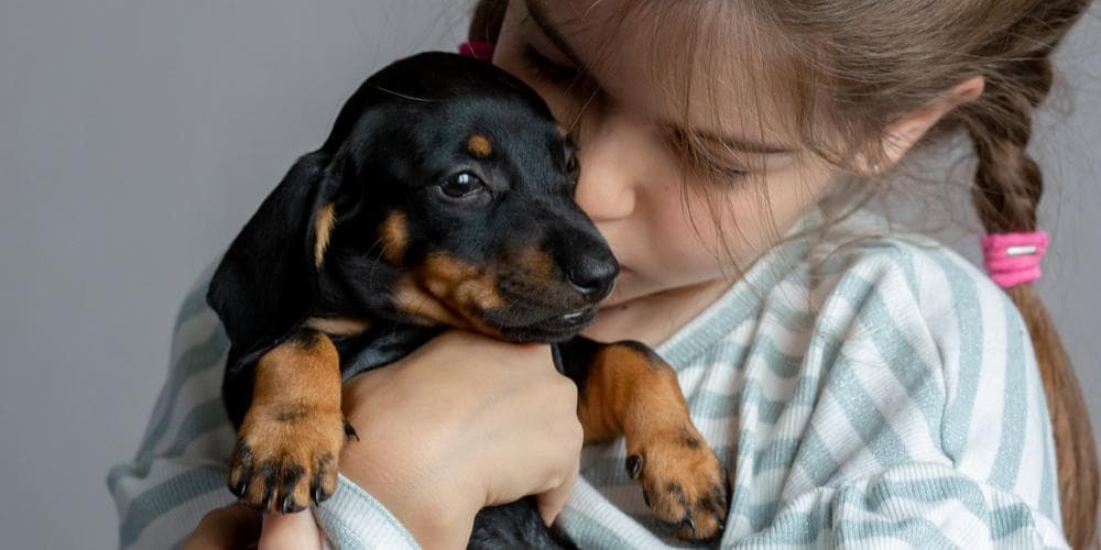 From rescue to forever home how to successfully transition your rescue dachshund