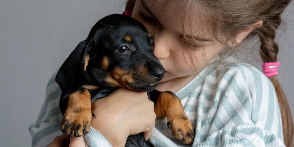 From Rescue to Forever Home How to Successfully Transition Your Rescue Dachshund