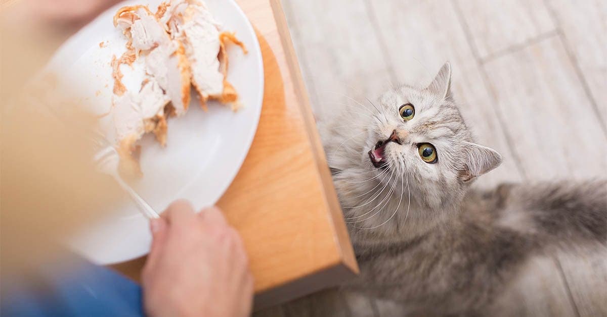 20 foods to never feed your cat