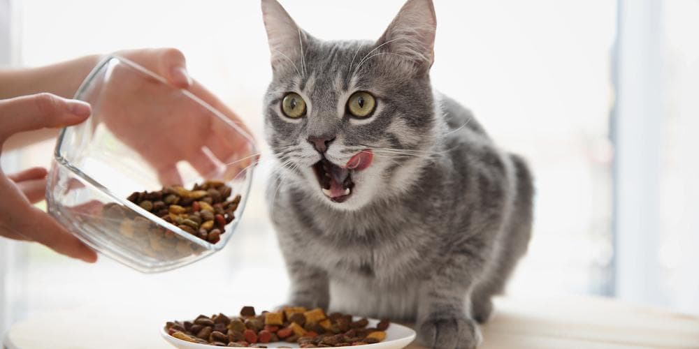 Never give those foods to your cat!
