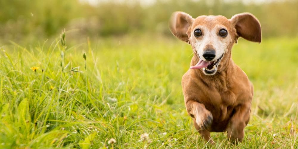 Obesidad de Perro Salchicha