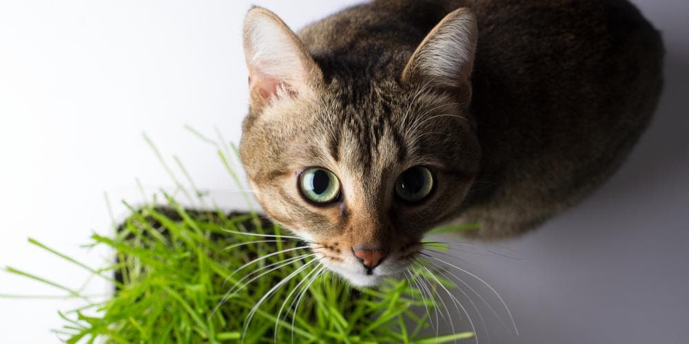 Your Cat Might Snack on your Plants, but Beware!!!