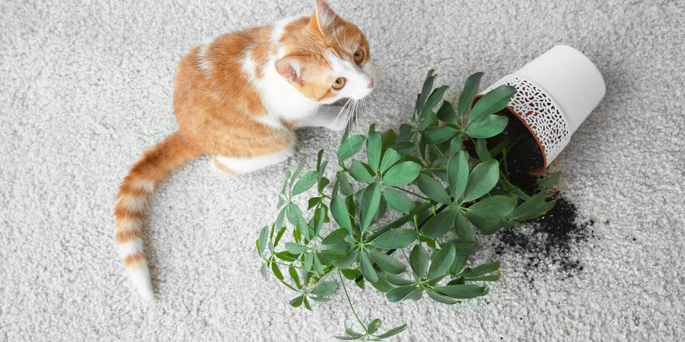 Cat plant poison