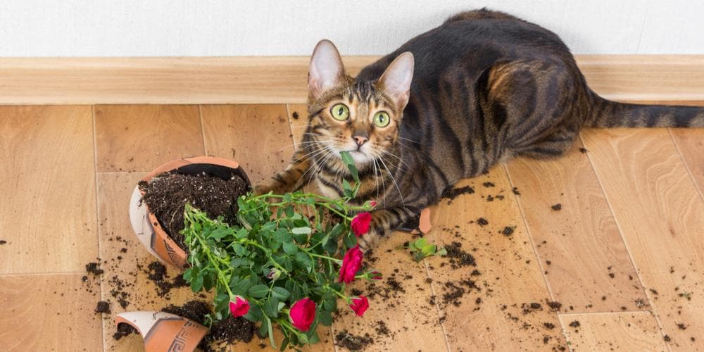 Cat plant poison