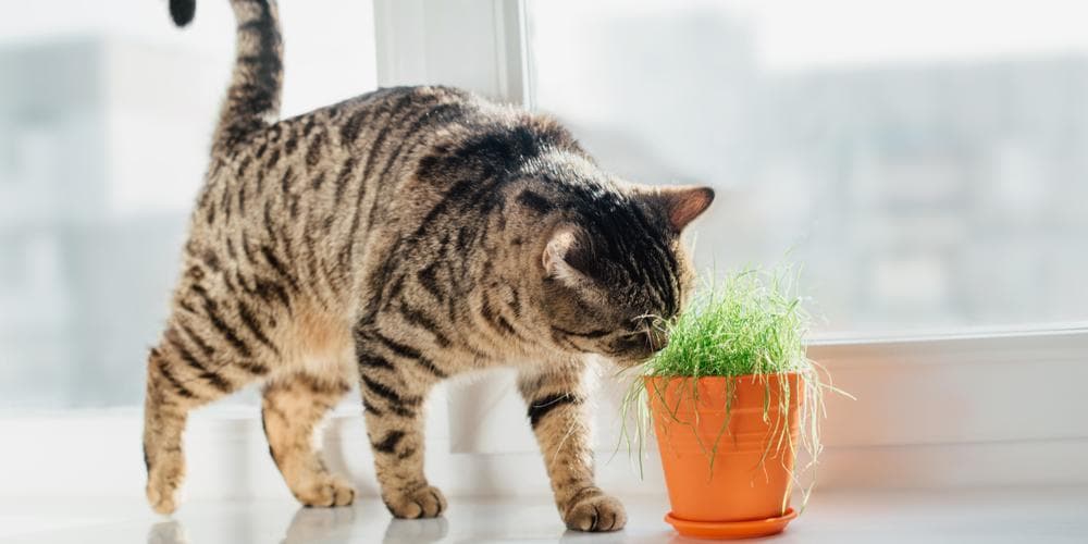 Cat Plant Poison