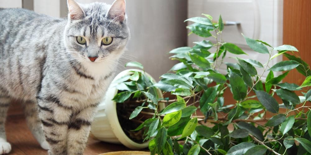Cat plant poison
