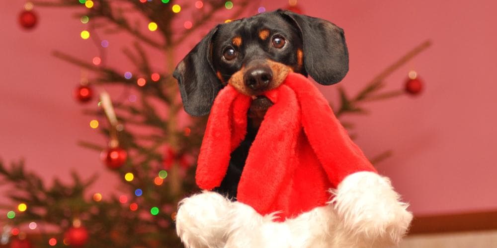 Dachshund christmas