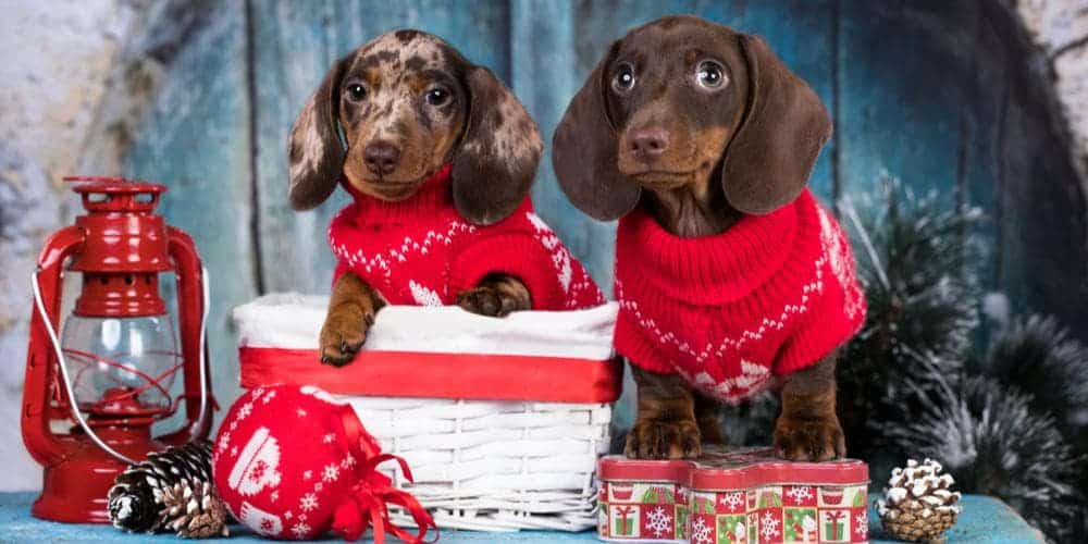 Dachshund christmas