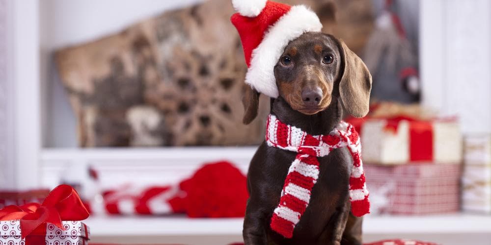 Dachshund Christmas