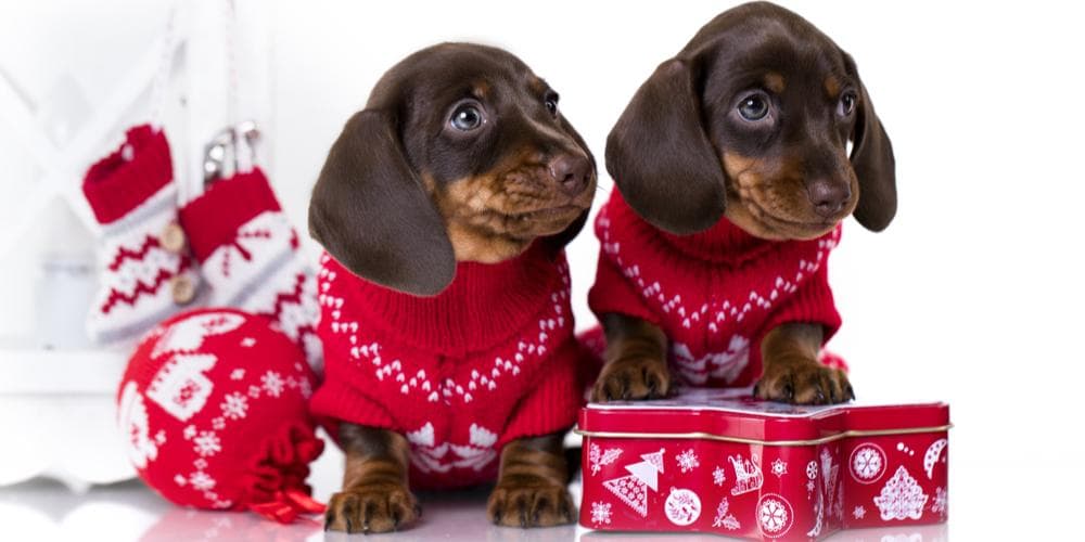 Dachshund christmas