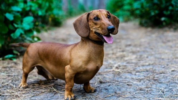 When my baby dachshund becomes an adult: what changes?