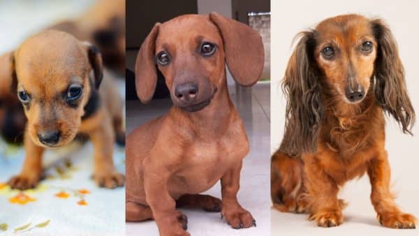 When My Baby Dachshund Becomes an Adult: What Changes?