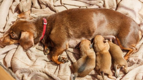 baby wiener dog