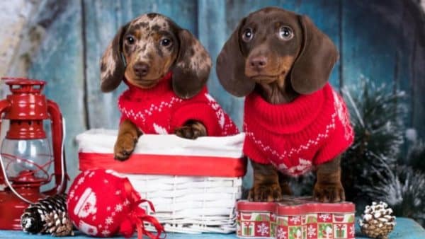 Ways to make christmas safe and fun for your dachshunds