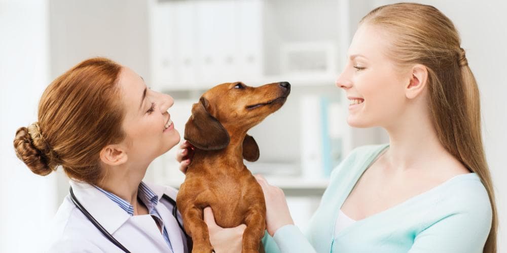 Should you Neuter your Dachshund?