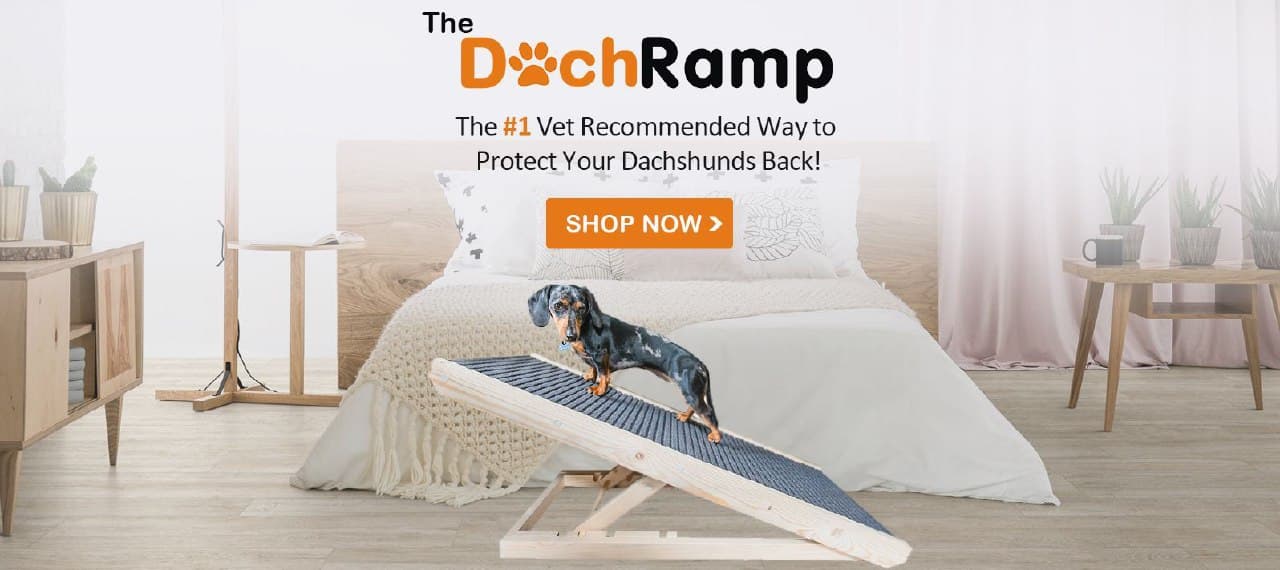 Dachshund ramp