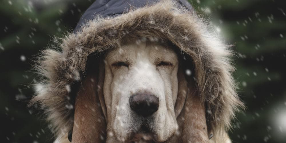 Dog Winter