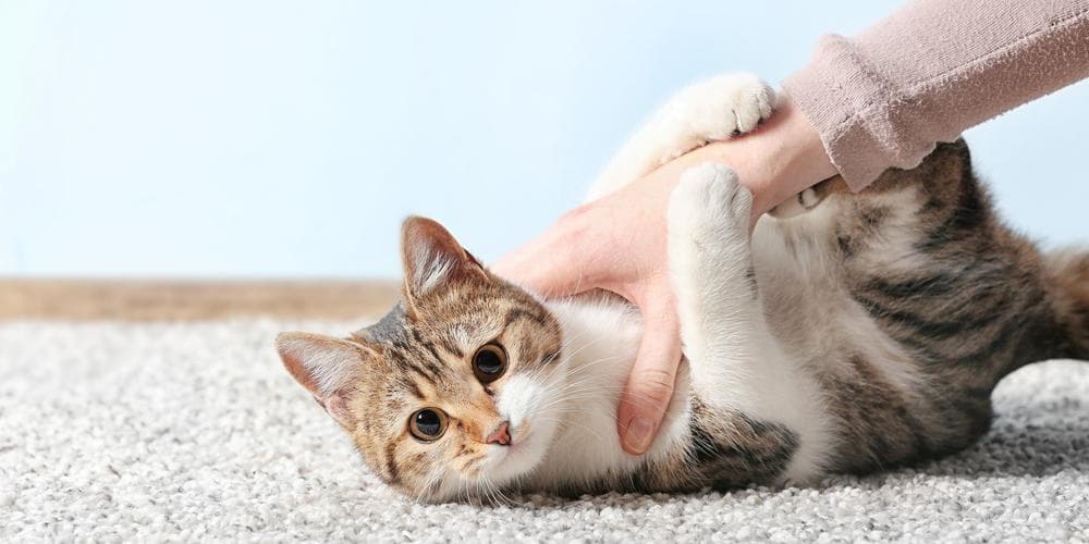 Top 5 Activities To Bond With Your Cat