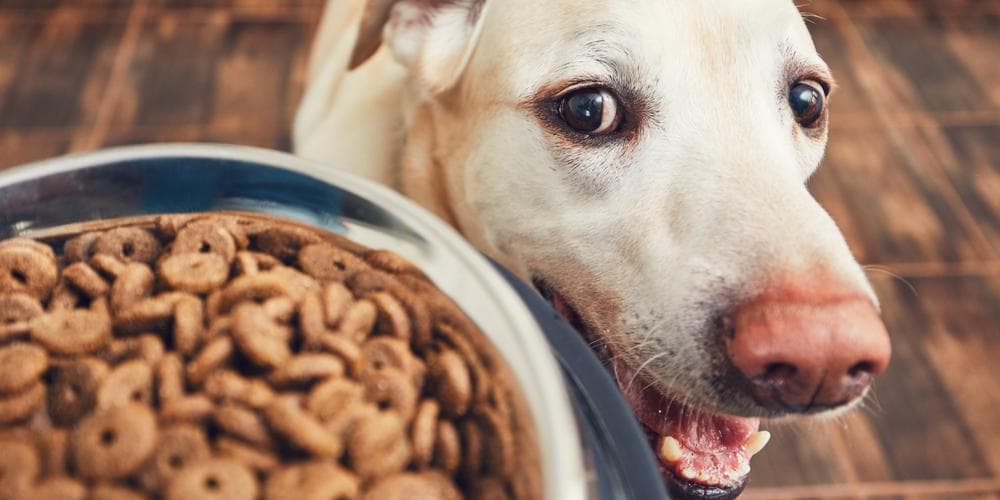 Dog Food Ingredients