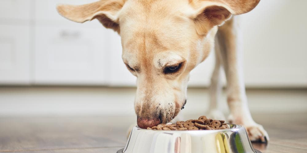 Dog food ingredients