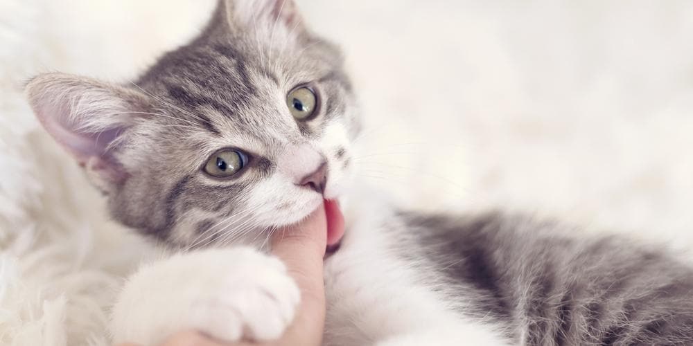 Cat biting fingers
