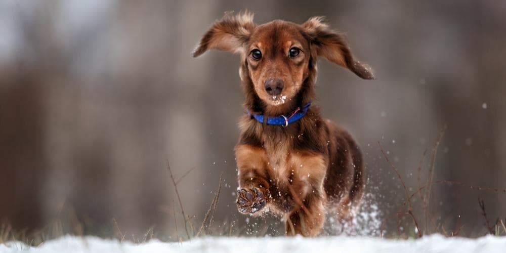 When My Baby Dachshund Becomes an Adult: What Changes?