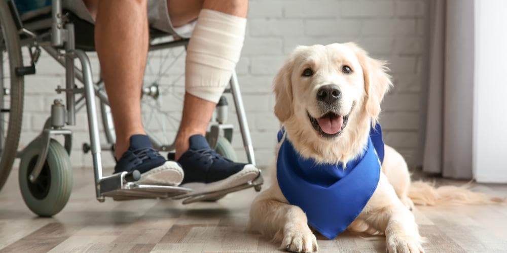 Emotional support vs. Service dog, what is the difference?