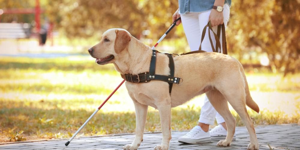 Emotional Support vs. Service dog, what Is The Difference?