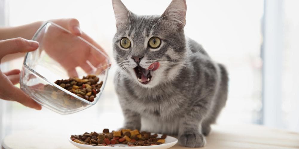 Are you sure what you feed your cat is good for him?