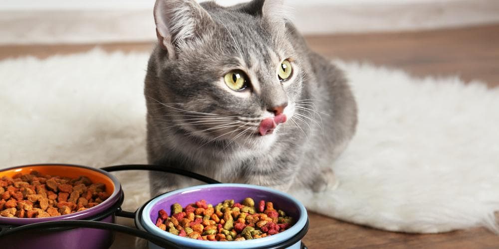 Are you sure what you feed your cat is good for him?
