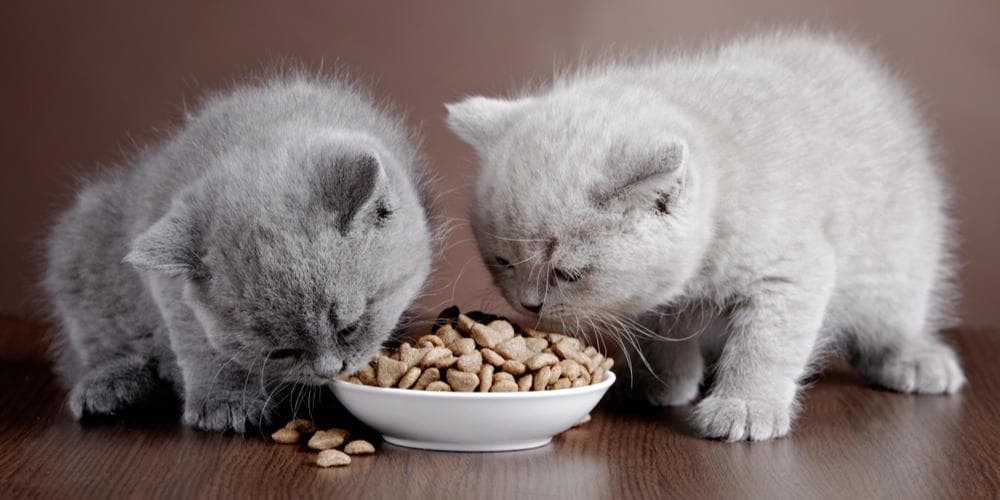 Are you sure what you feed your cat is good for him?