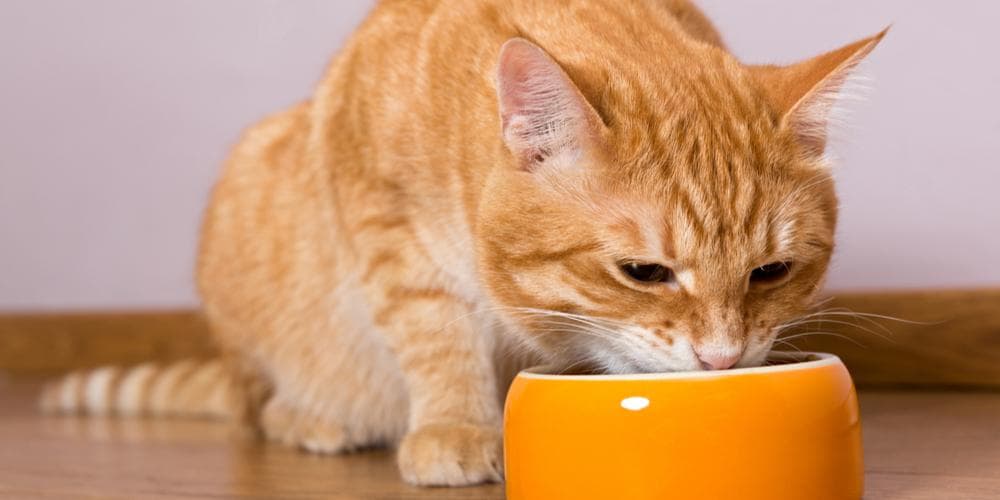 Are you sure what you feed your cat is good for him?