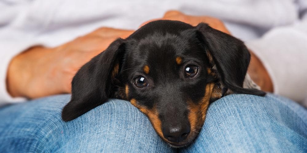 Dachshund sneezing