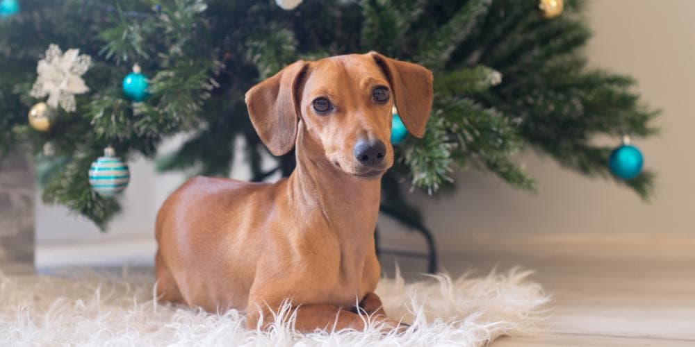 Dachshund Sneezing