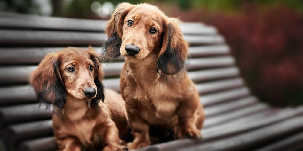 Dachshund sneezing