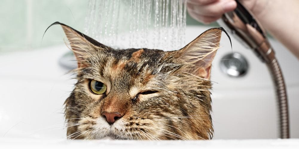Should i bathe my cat or let him do it himself?