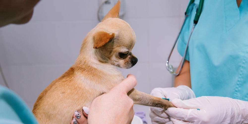 When should i drop everything and take my dog to the hospital?