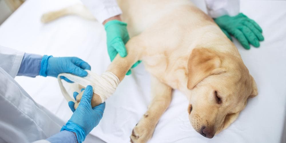 When should i drop everything and take my dog to the hospital?