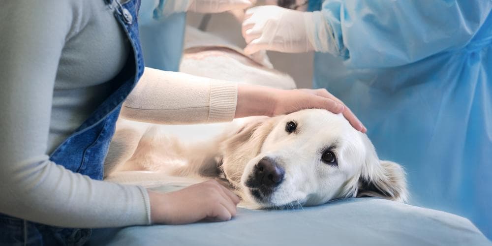 When should i drop everything and take my dog to the hospital?