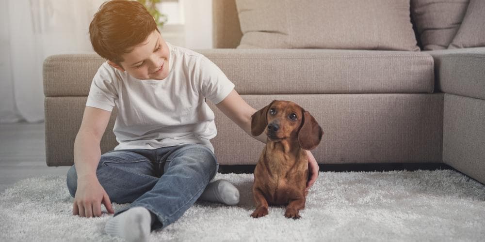 Top 5 Activities to Bond With Your Doxie!