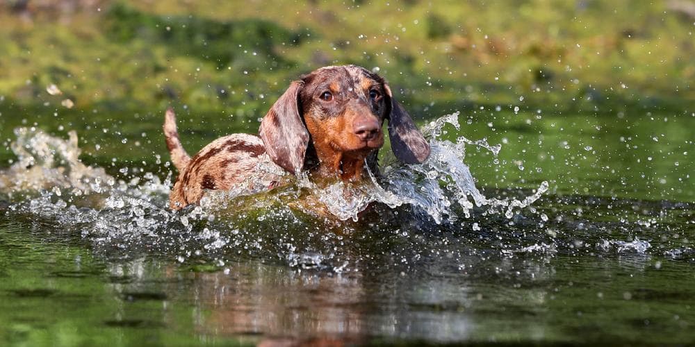 Top 5 Activities to Bond With Your Doxie