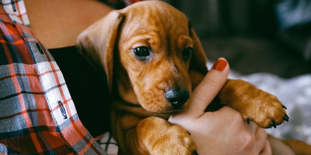 Top 5 activities to bond with your doxie